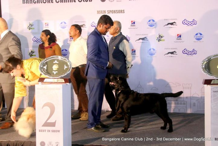 kci show lineup,lineup,sw-202,, Bangalore Dog Show 2017, DogSpot.in