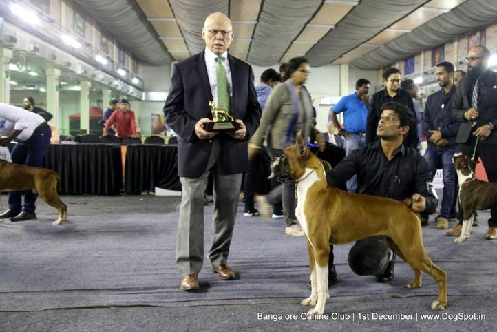 boxer,boxer speciality,day - 1,sw-202,, Bangalore Dog Show 2017, DogSpot.in