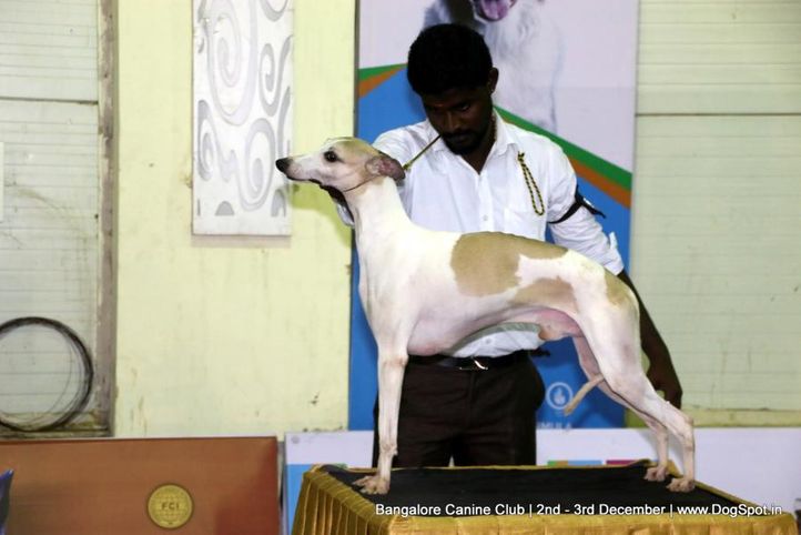 sw-202,whippet,, Bangalore Dog Show 2017, DogSpot.in
