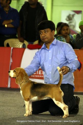beagle,sw-202,, Bangalore Dog Show 2017, DogSpot.in