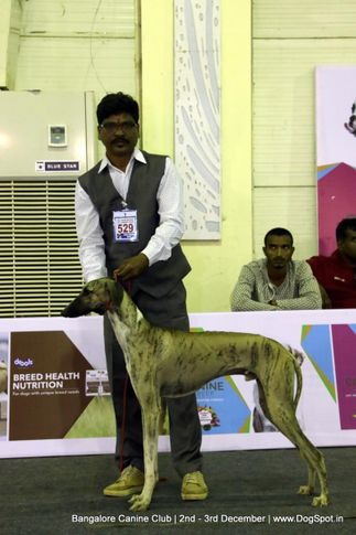caravan hound,sw-202,, Bangalore Dog Show 2017, DogSpot.in