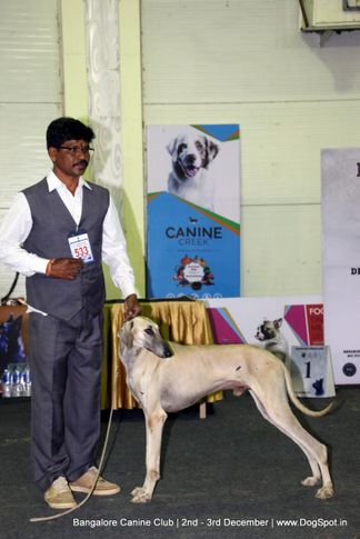 caravan hound,sw-202,, Bangalore Dog Show 2017, DogSpot.in