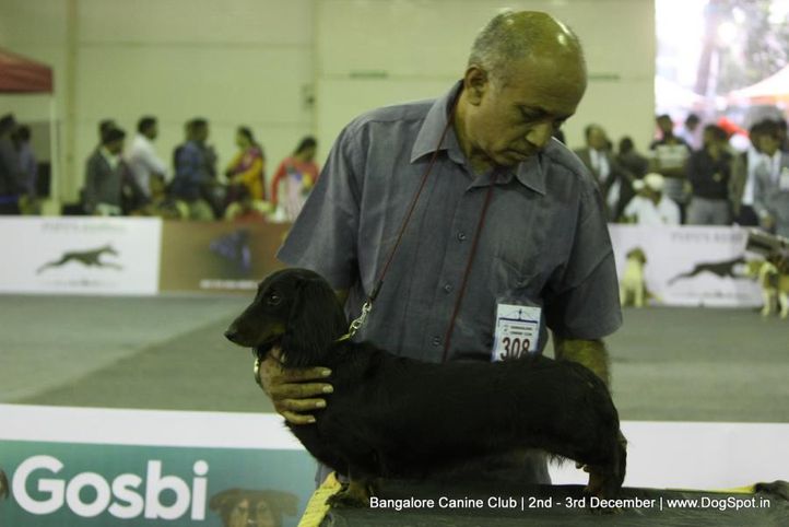 dachshund,, Bangalore Dog Show 2017, DogSpot.in