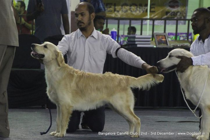 golden retriever,sw-202,, Bangalore Dog Show 2017, DogSpot.in