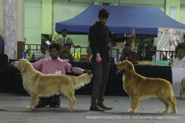 golden retriever,sw-202,, Bangalore Dog Show 2017, DogSpot.in