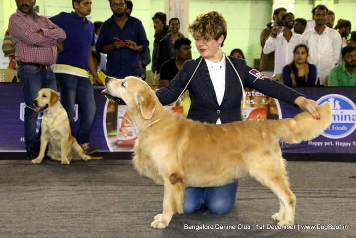 day - 1,golden retriever,golden retriever speciality,sw-202,, Bangalore Dog Show 2017, DogSpot.in