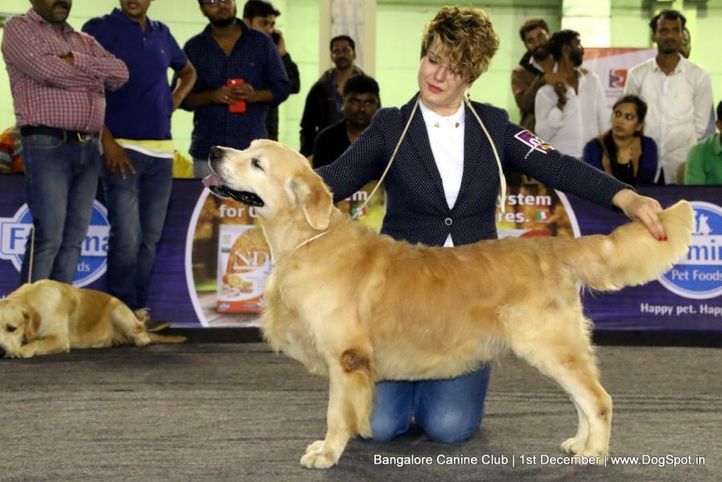 day - 1,golden retriever,golden retriever speciality,sw-202,, Bangalore Dog Show 2017, DogSpot.in