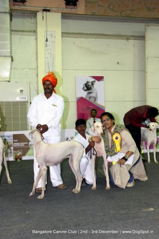 indian breeds,mudhol hound,sw-202,, Bangalore Dog Show 2017, DogSpot.in
