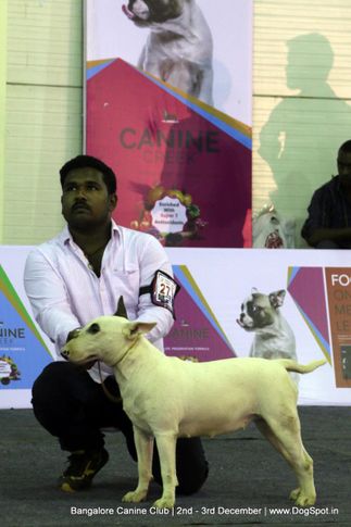 sw-202,terriers,, Bangalore Dog Show 2017, DogSpot.in