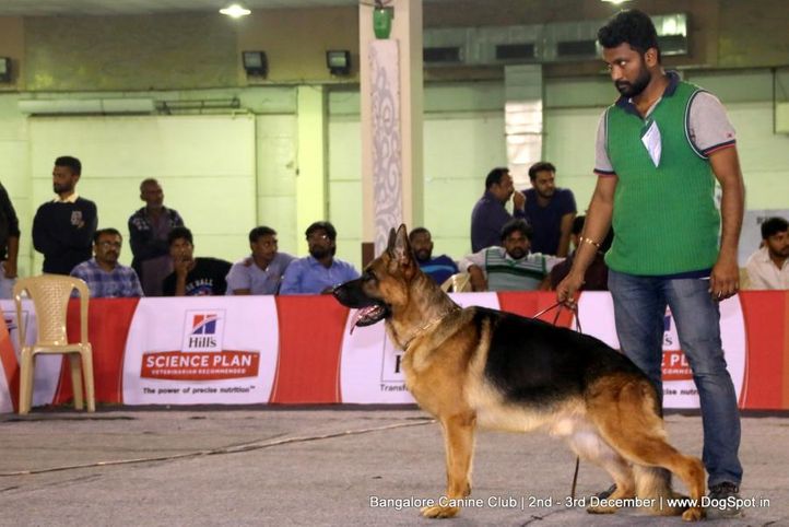 gsd,sw-202,, Bangalore Dog Show 2017, DogSpot.in