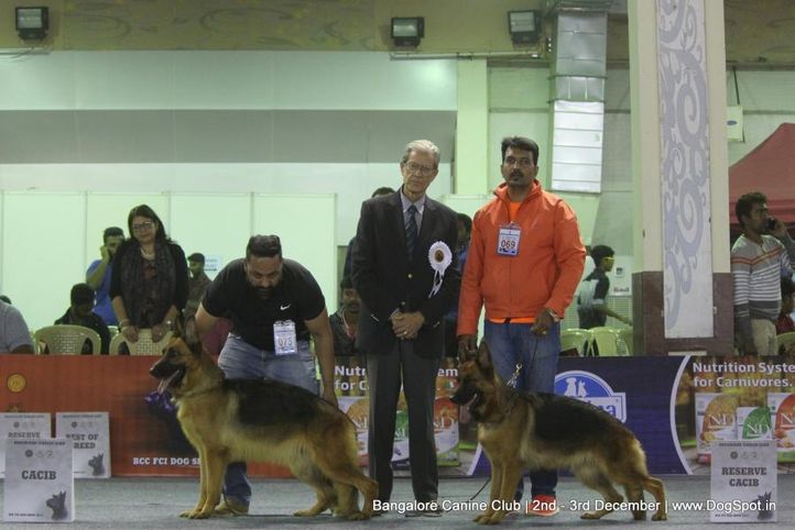 gsd,sw-202,, Bangalore Dog Show 2017, DogSpot.in