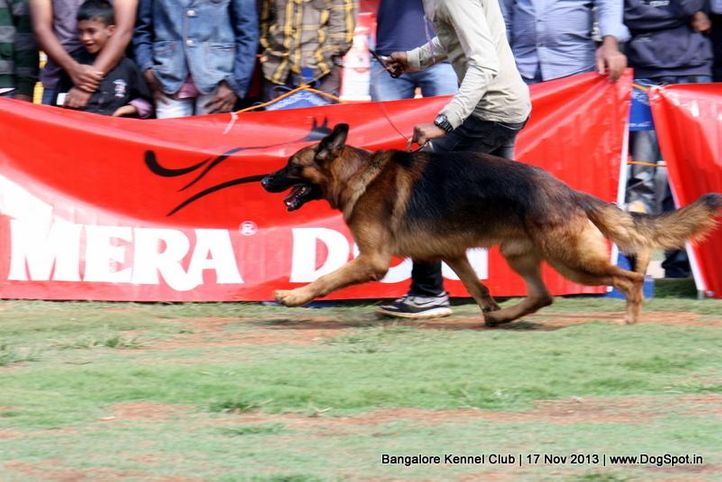german shepherd,sw-102,, Bangalore Dog Show , DogSpot.in