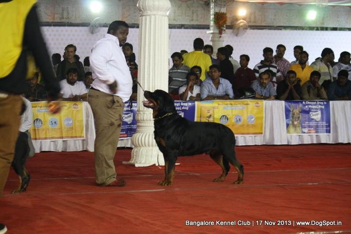 rottweiler,sw-102,, Bangalore Dog Show , DogSpot.in