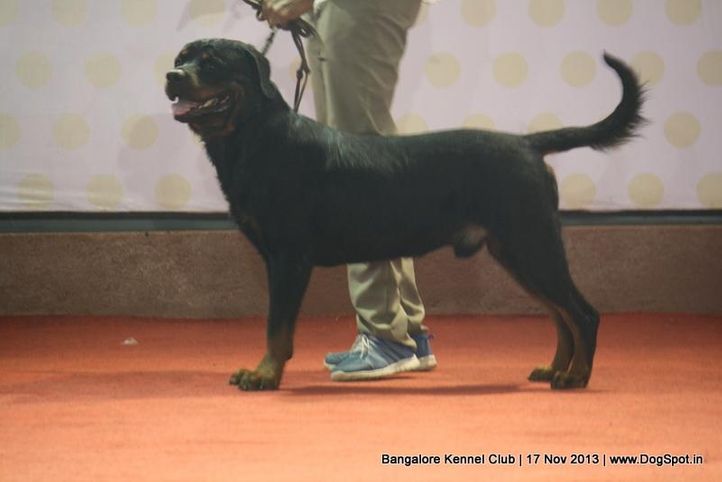 rottweiler,sw-102,, Bangalore Dog Show , DogSpot.in