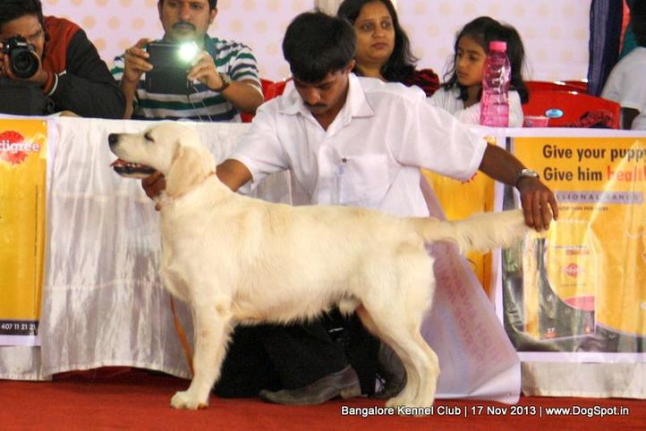 golden retriever,sw-102,, Bangalore Dog Show , DogSpot.in