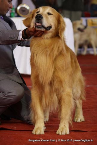 golden retriever,sw-102,, Bangalore Dog Show , DogSpot.in