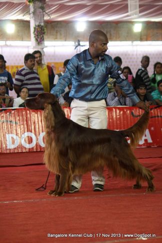 irish setter,sw-102,, Bangalore Dog Show , DogSpot.in