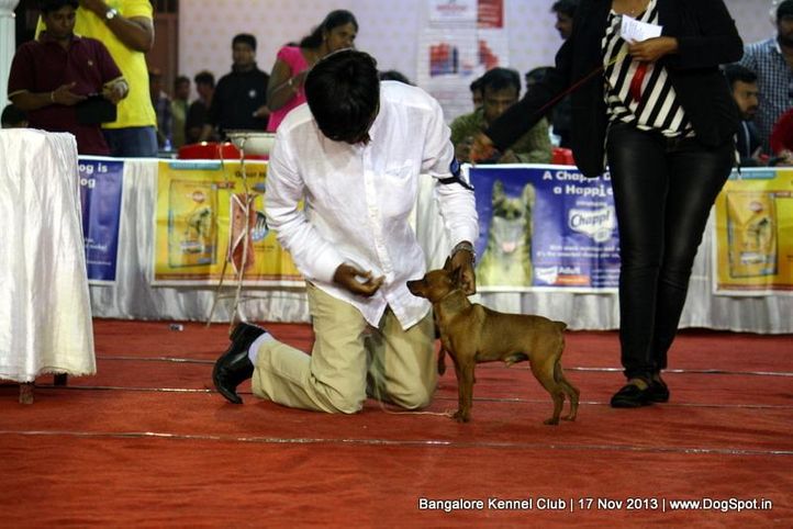 miniature pinscher,sw-102,, Bangalore Dog Show , DogSpot.in