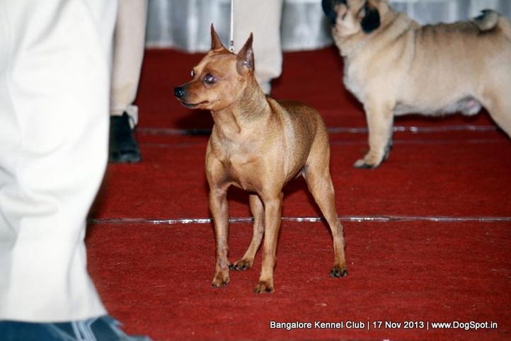 miniature pinscher,sw-102,, Bangalore Dog Show , DogSpot.in