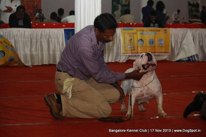 bull dog,ex-29,sw-102,, Bangalore Dog Show , DogSpot.in
