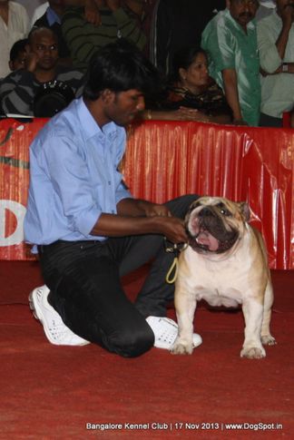 bull dog,sw-102,, Bangalore Dog Show , DogSpot.in