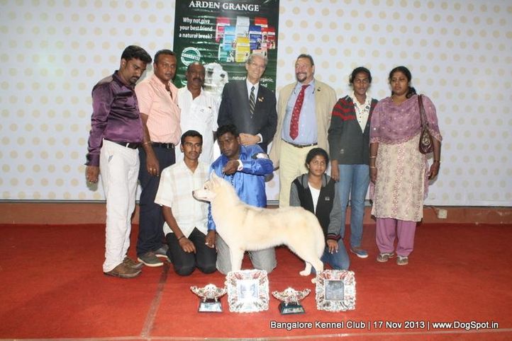 bis,ex-331,sw-102,, Bangalore Dog Show , DogSpot.in