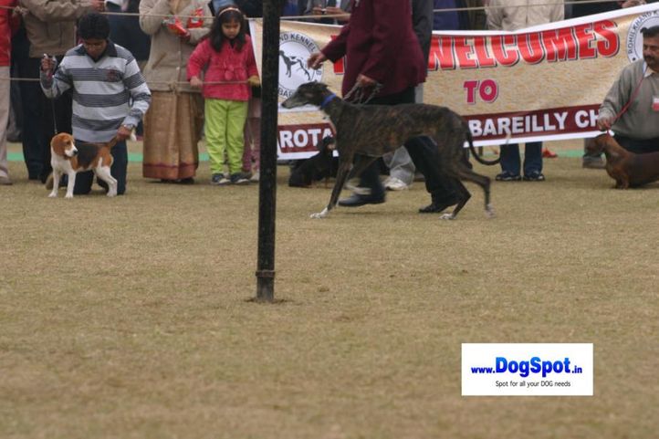 Rampur hound,, Bareilly Dog Show 2010, DogSpot.in