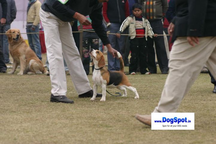 beagle,, Bareilly Dog Show 2010, DogSpot.in