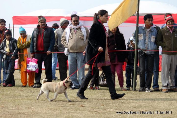 sw-14, pug, Bareilly Dog Show 2011, DogSpot.in