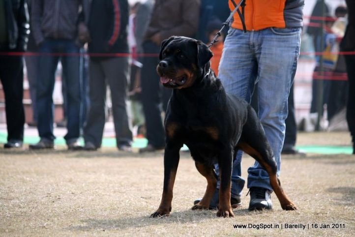 sw-14, ex-158,rottweiler,, CIDO FLASH ROUSE, Rottweiler, DogSpot.in