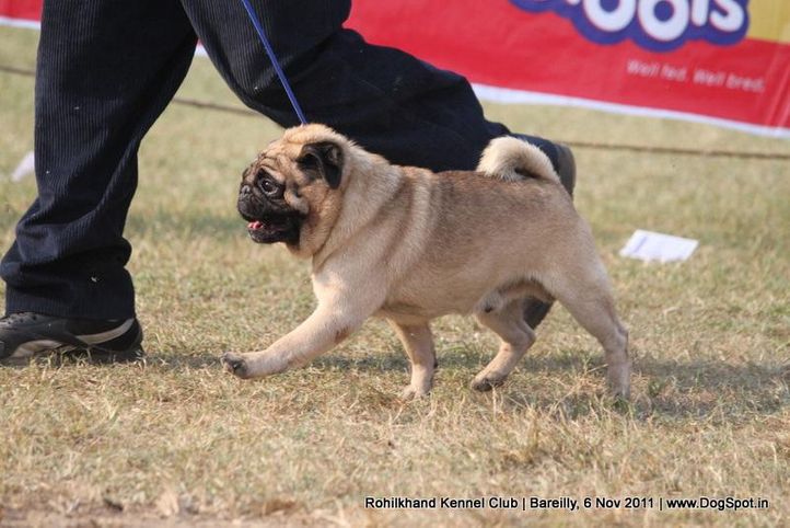 pug,sw-41,, Bareilly Dog Show 2011, DogSpot.in