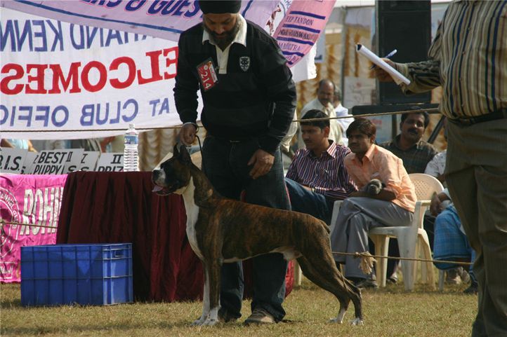 boxer, 140, Bareilly Dog Show, DogSpot.in