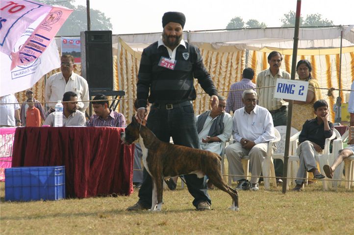 boxer, 140, Bareilly Dog Show, DogSpot.in
