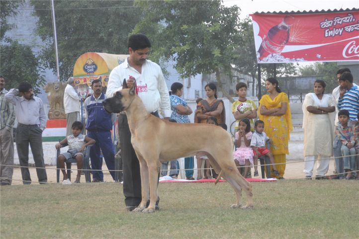 lineup,greatdane,, Bareilly Dog Show, DogSpot.in