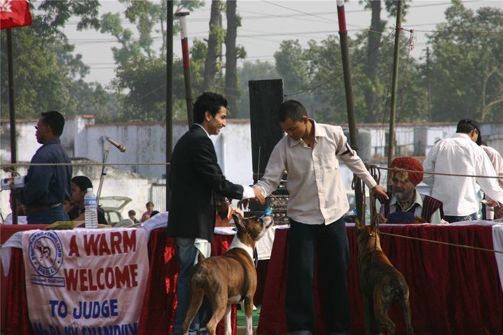 boxer, Bareilly Dog Show, DogSpot.in