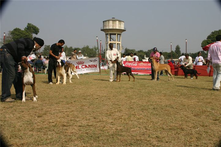 workinggroup,, Bareilly Dog Show, DogSpot.in