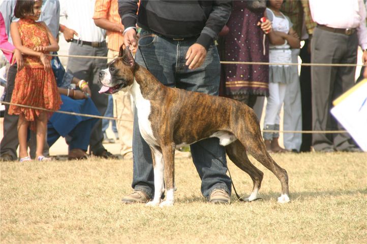 workinggroup,boxer,, Bareilly Dog Show, DogSpot.in