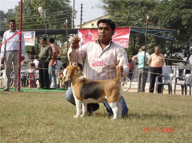 beagle,, Bareilly Dog Show, DogSpot.in