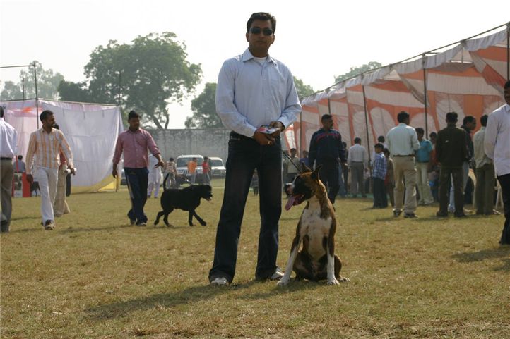 boxer,, Bareilly Dog Show, DogSpot.in
