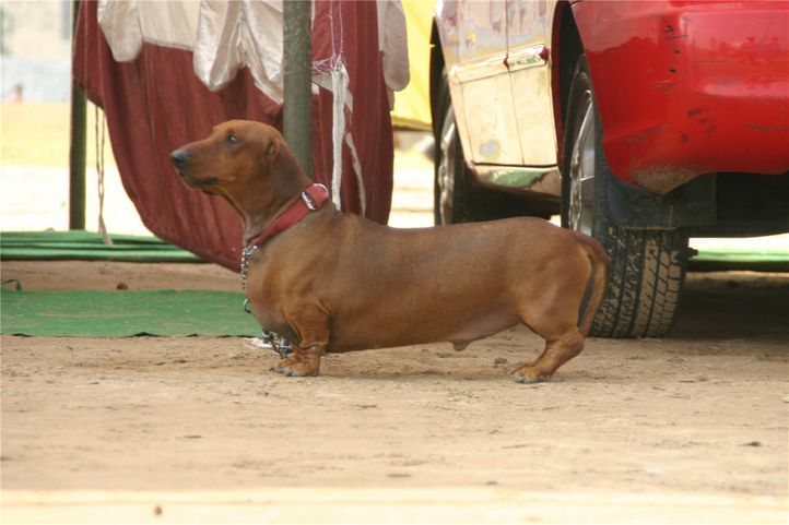 dachshund,, Bareilly Dog Show, DogSpot.in