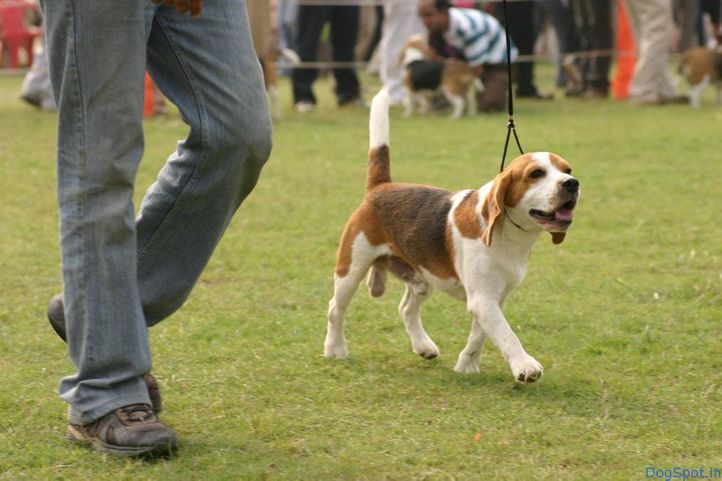 Beagle, Beagle, DogSpot.in