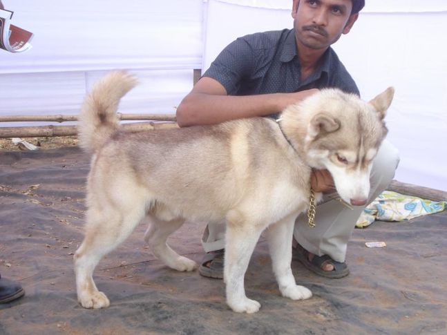 bhubaneswar dog show, Bhubaneswar dog show, DogSpot.in