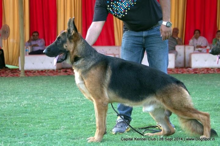 ex-144,gsd,sw-128,, DEEPSLINE'S PACCO, German Shepherd Dog, DogSpot.in