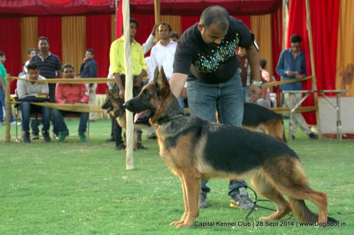 ex-158,gsd,sw-128,, DEEPSLINE'S PRISHA, German Shepherd Dog, DogSpot.in