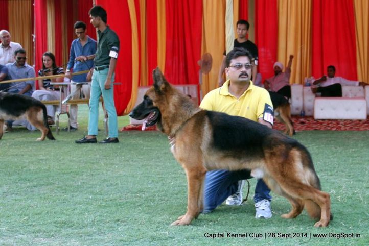 gsd,sw-128,, Capital Kennel Club - 2014 , DogSpot.in