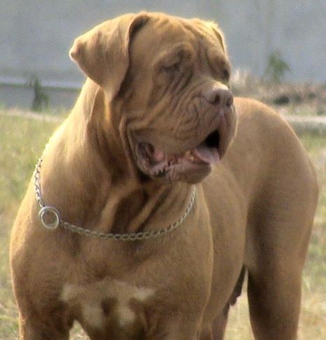 Dogue De Bordeaux, Ch Indy, Ch Indy, DogSpot.in