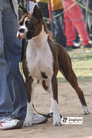 Boxer,, Chandigarh 2010, DogSpot.in