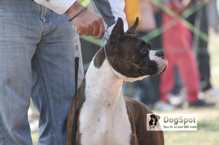 Boxer,, Chandigarh 2010, DogSpot.in