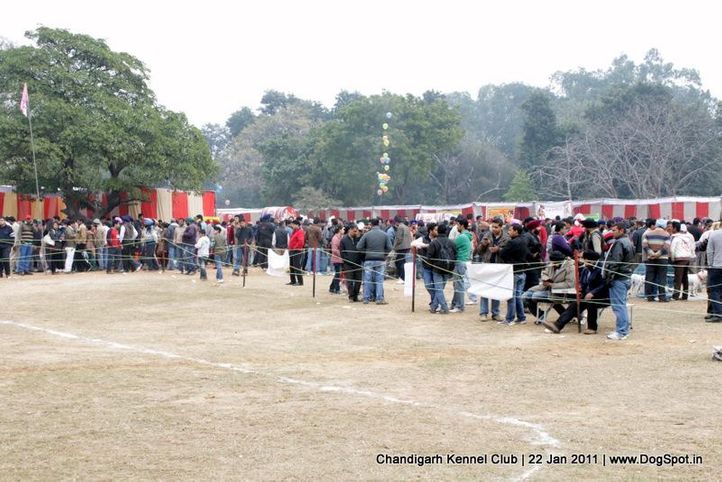 ground,sw-50,, Chandigarh 2012, DogSpot.in
