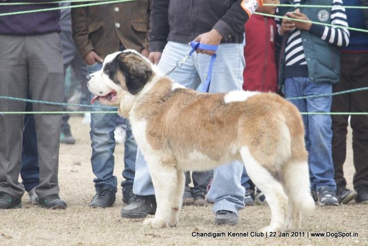 st bernard,sw-50,, Chandigarh 2012, DogSpot.in